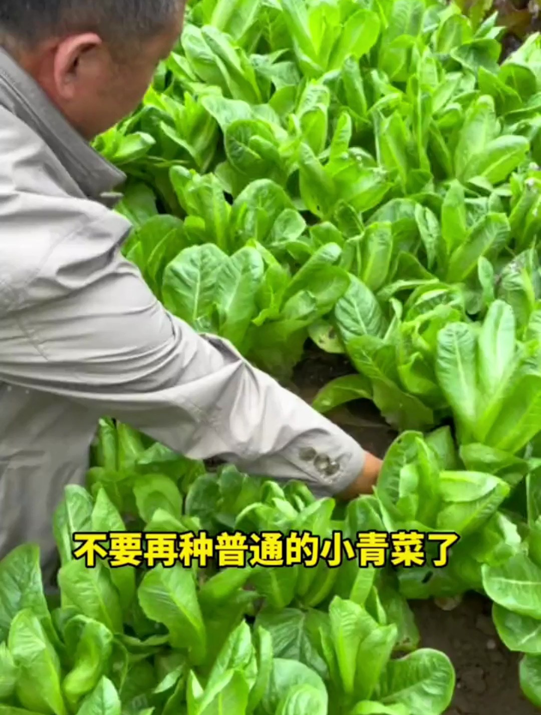 蔬菜中的高档菜,城里超市10元一斤,盆栽种植,还能当花养