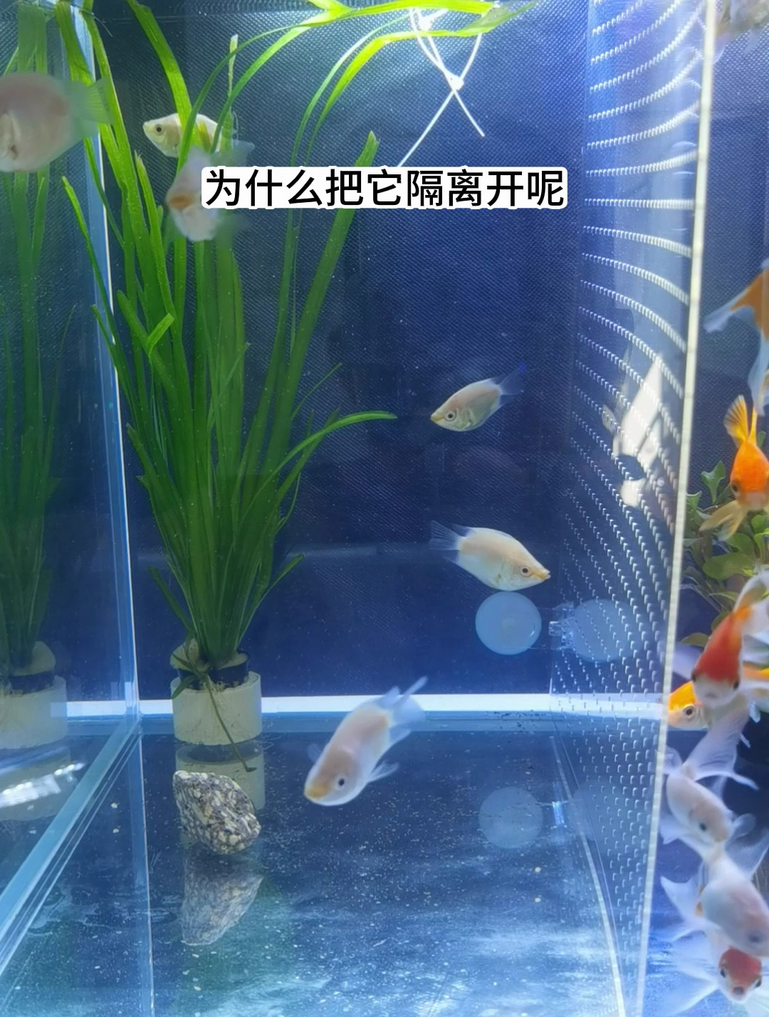 接吻鱼的胆子比较偏小,但同类之间打架打得很凶猛