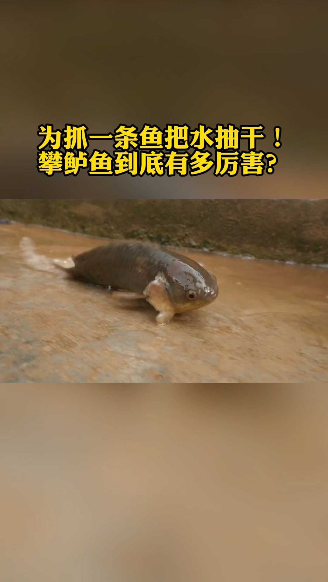 为抓一条鱼把水抽干！攀鲈鱼到底有多厉害？
