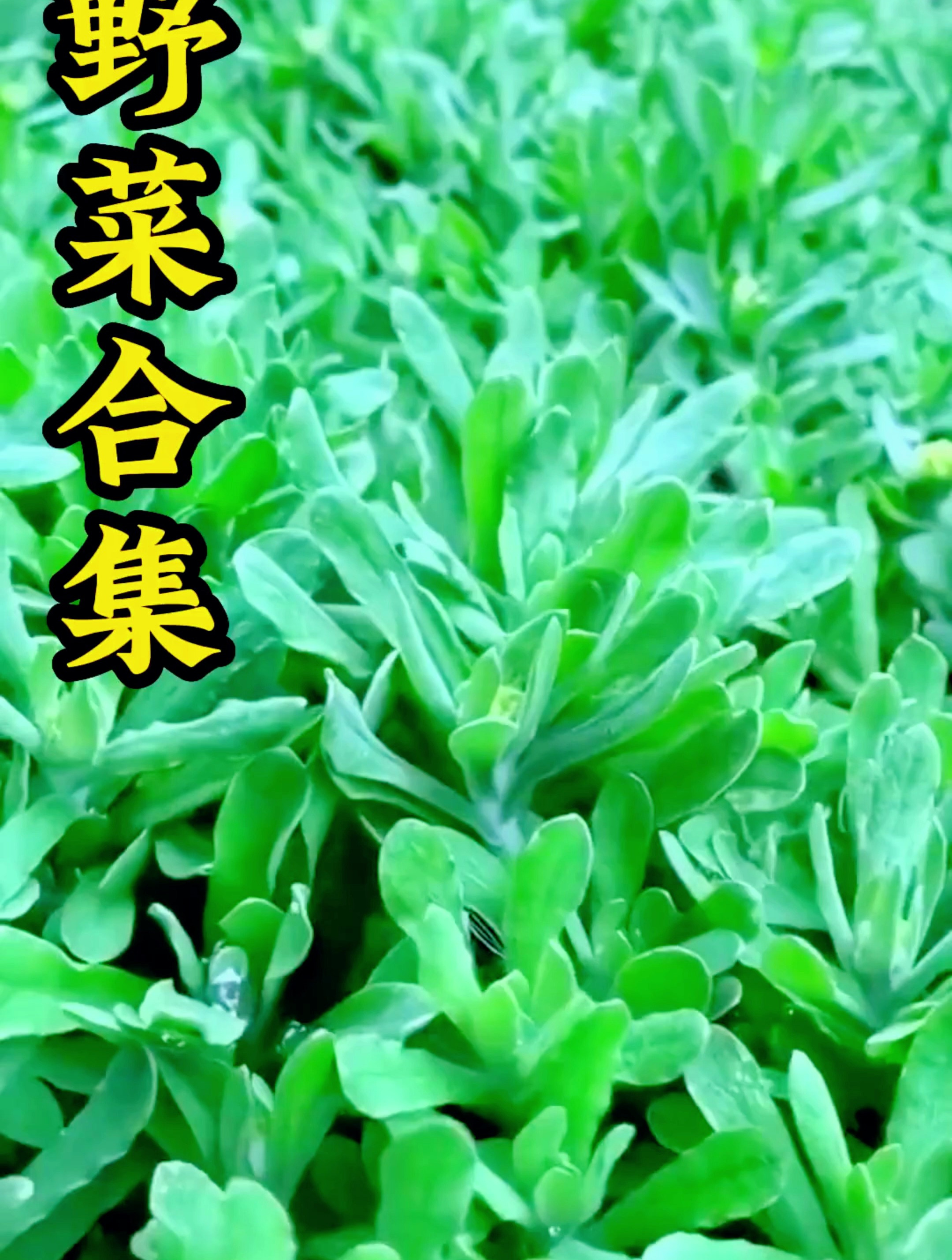 一起认识一下几种野菜