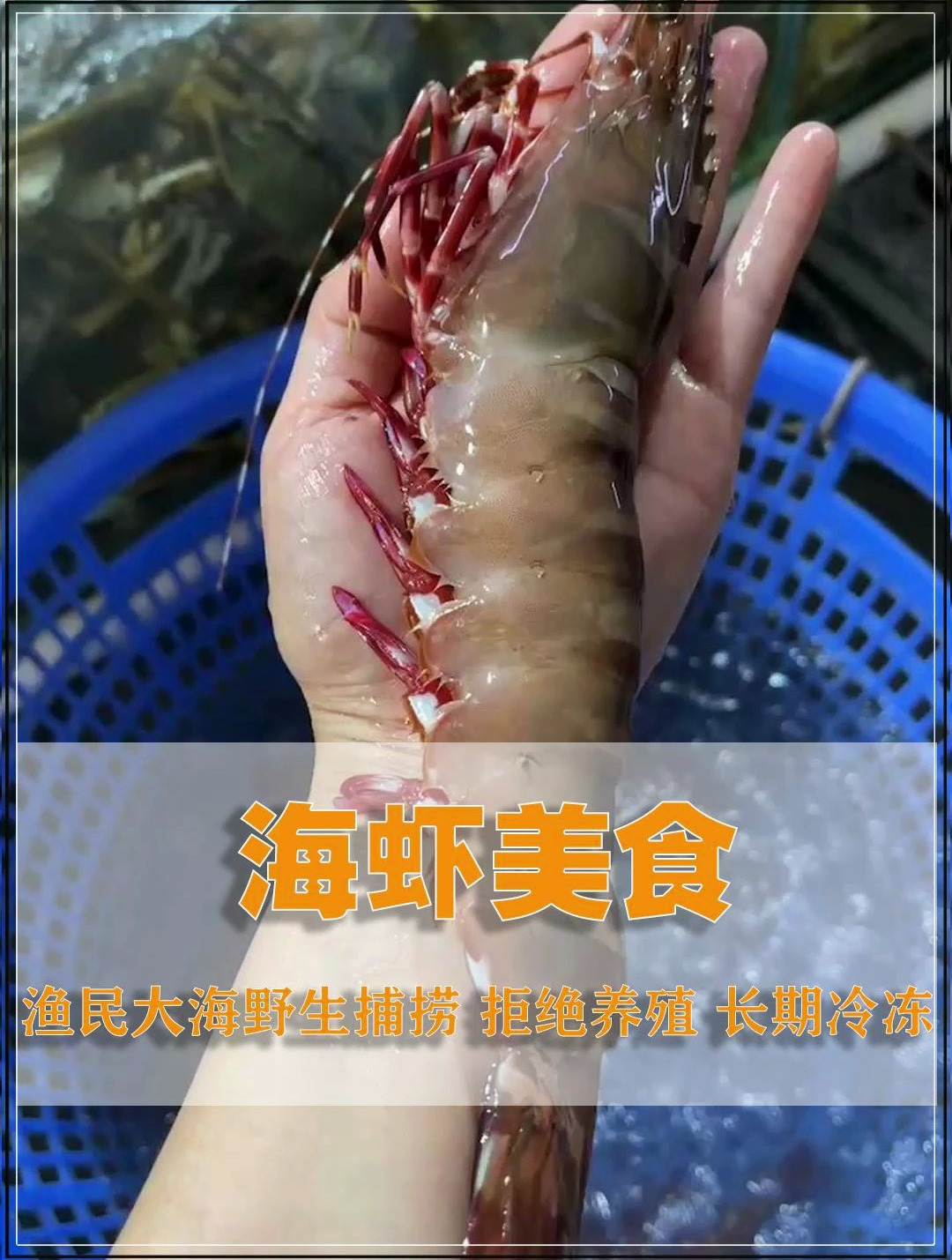 爱吃野生海虾的朋友 看看这虾怎样 休渔期5月1日-8月16日