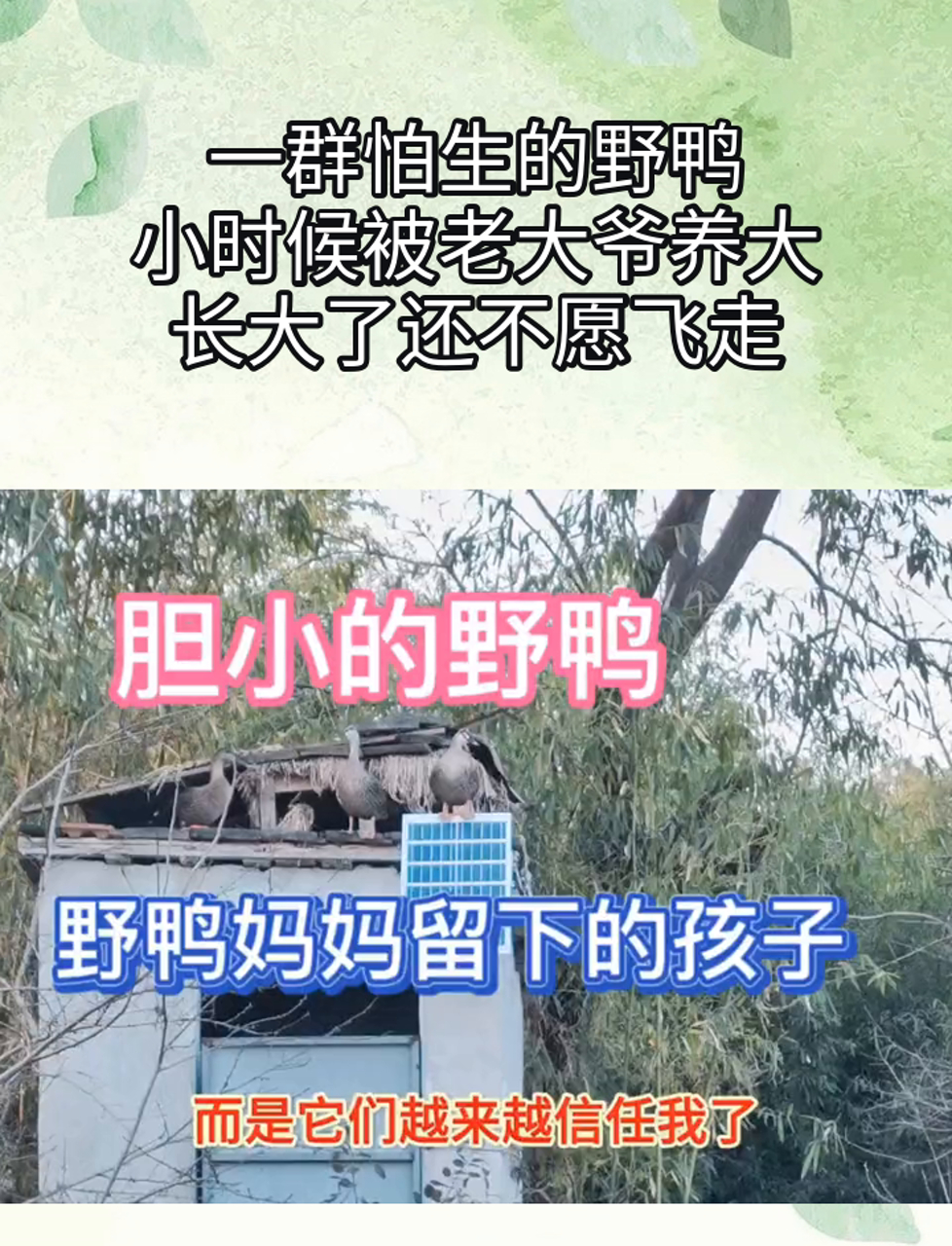 一群怕生的野鸭,小时候被老大爷养大,长大了还不愿飞走