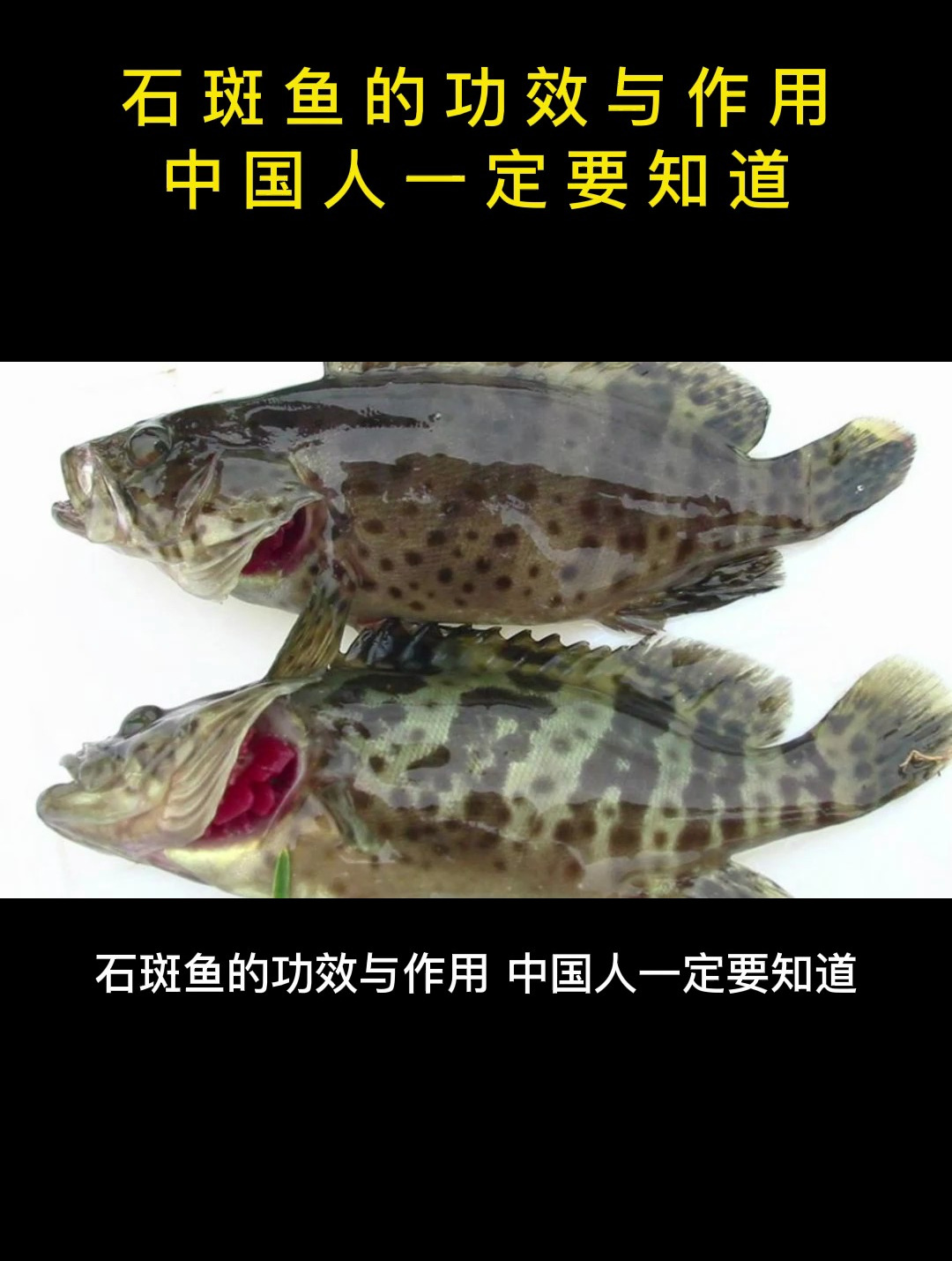 食疗:石斑鱼的功效与作用,中国人一定要知道