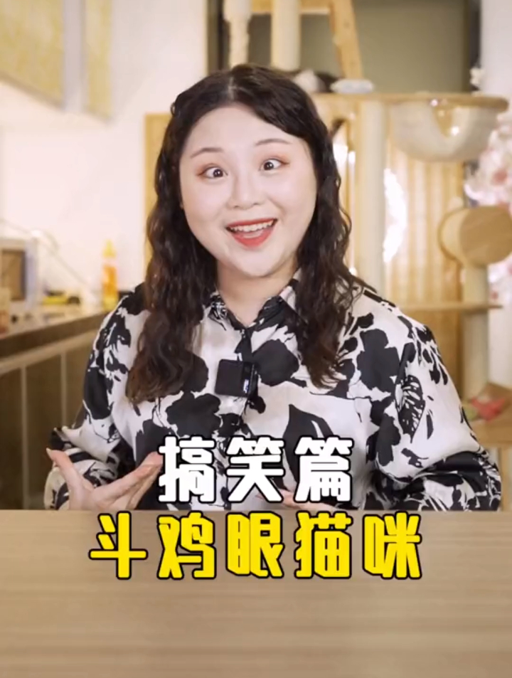 养一只斗鸡眼的猫是什么样的体验?
