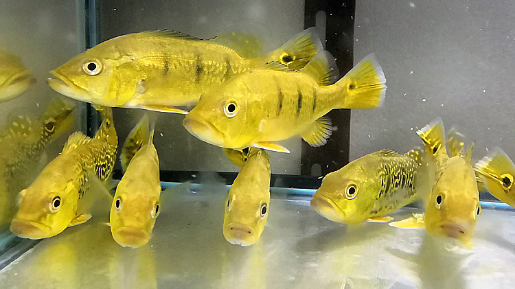 巴西亚养一条还是一对