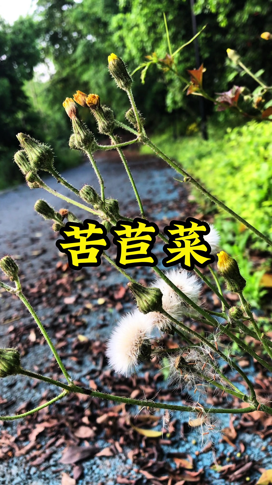 有点像蒲公英的植物,其实它叫苦苣菜
