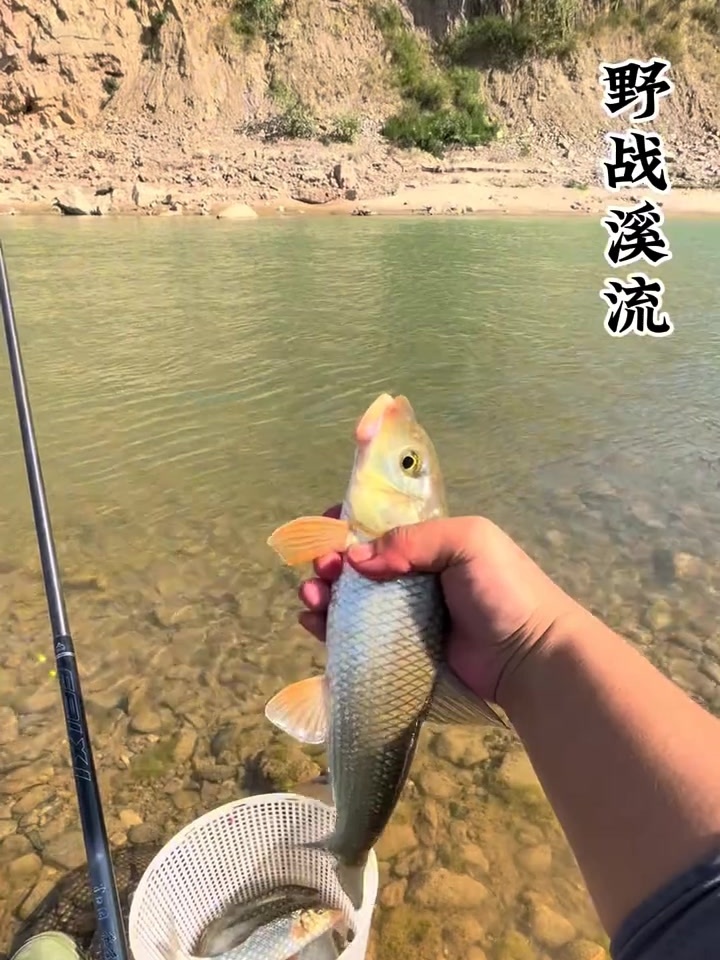 野战溪流,重唇非保护鱼种!