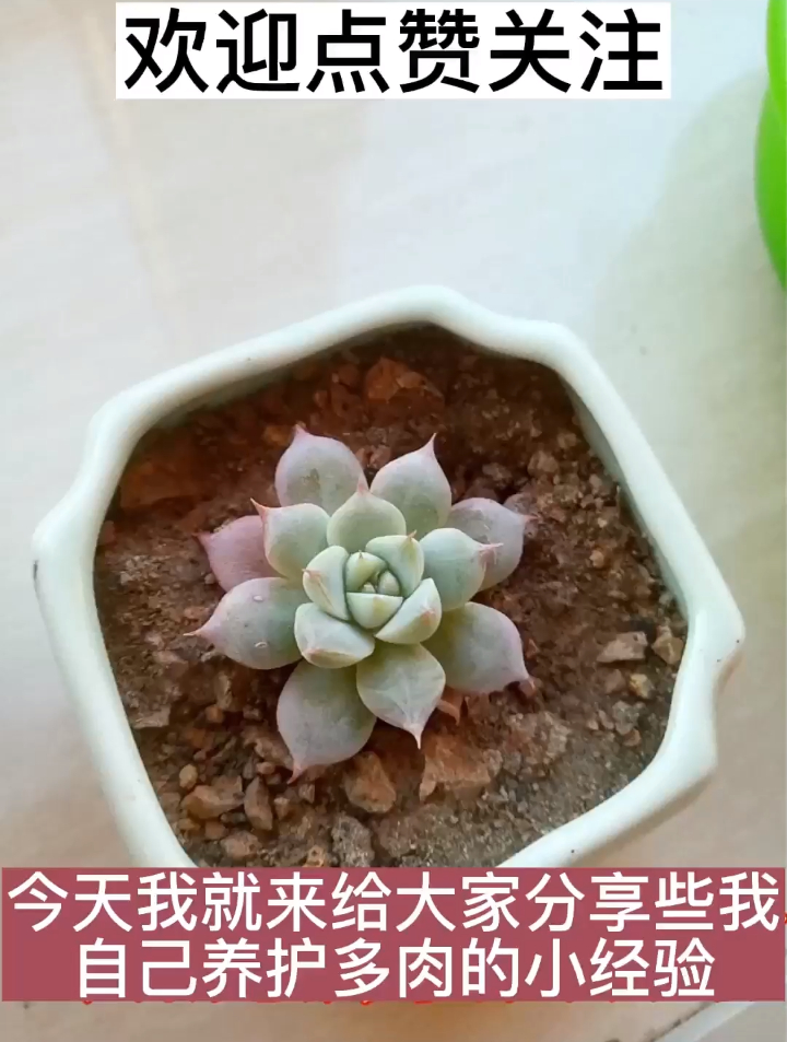 多肉植物没有想象中好养是吗?我分享了一些小经验,大家学起来吧