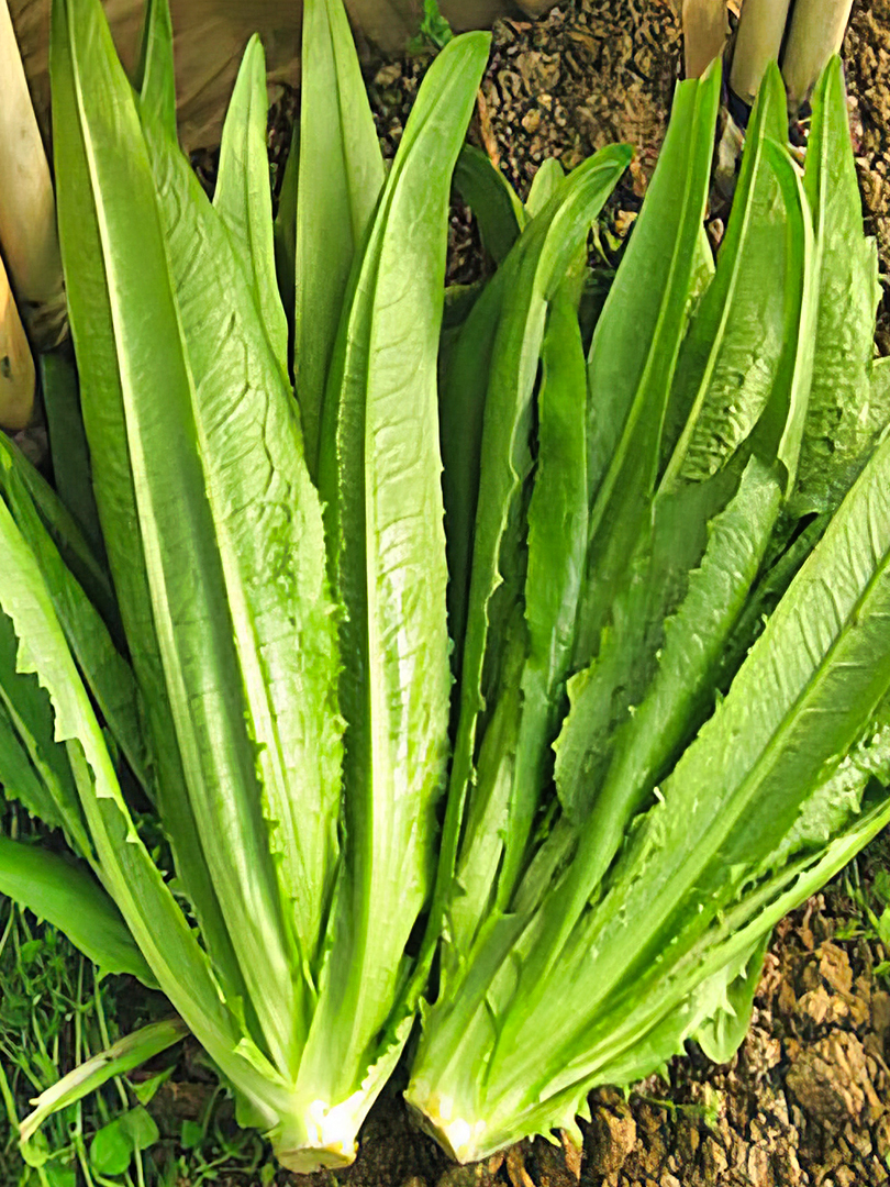 油麦菜种植不求人,掌握这几招,嫩苗破土只需一周
