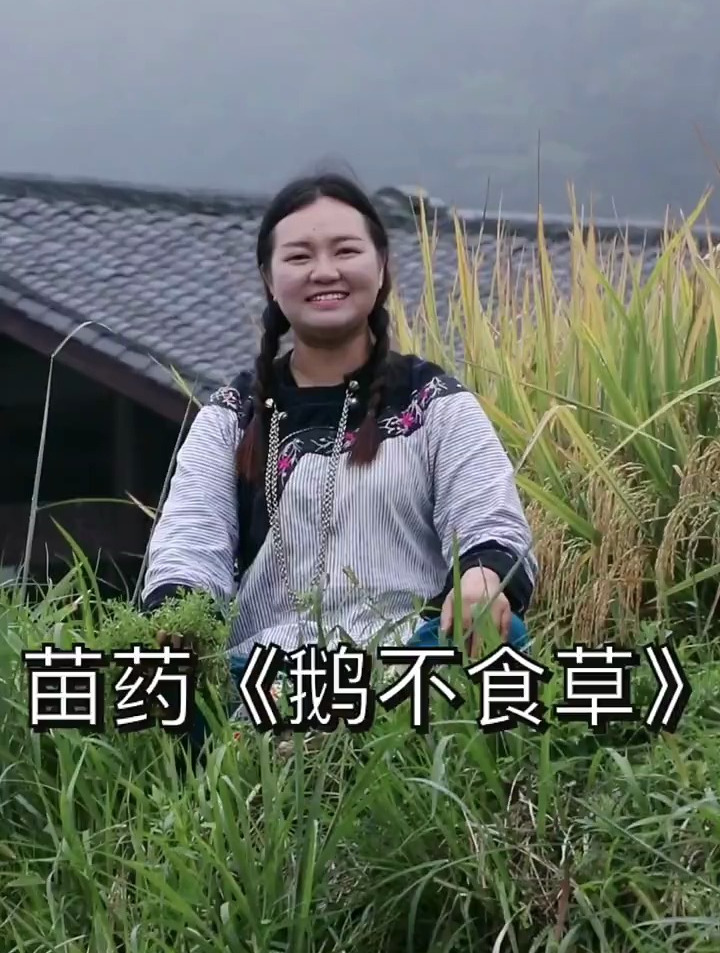 为什么叫鹅不食草?这个草能鹅不吃的。但对鼻y有很好的调理作用