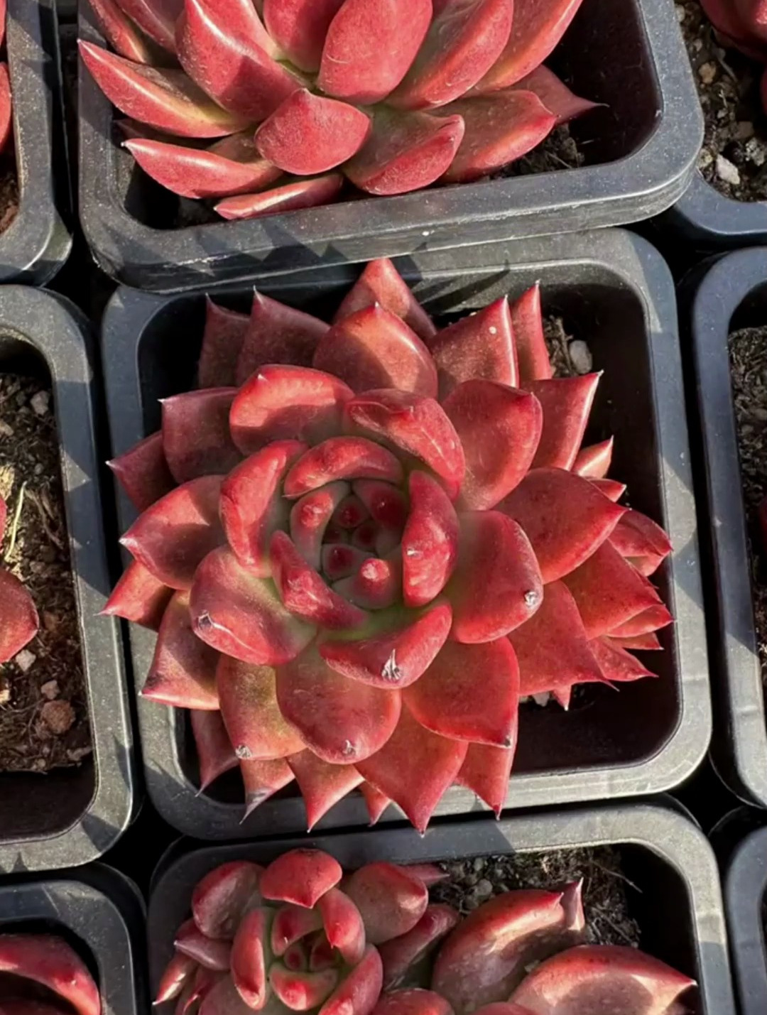 多肉阿姆斯壮认识吗？每天分享一种多肉植物，喜欢的小伙伴养一盆