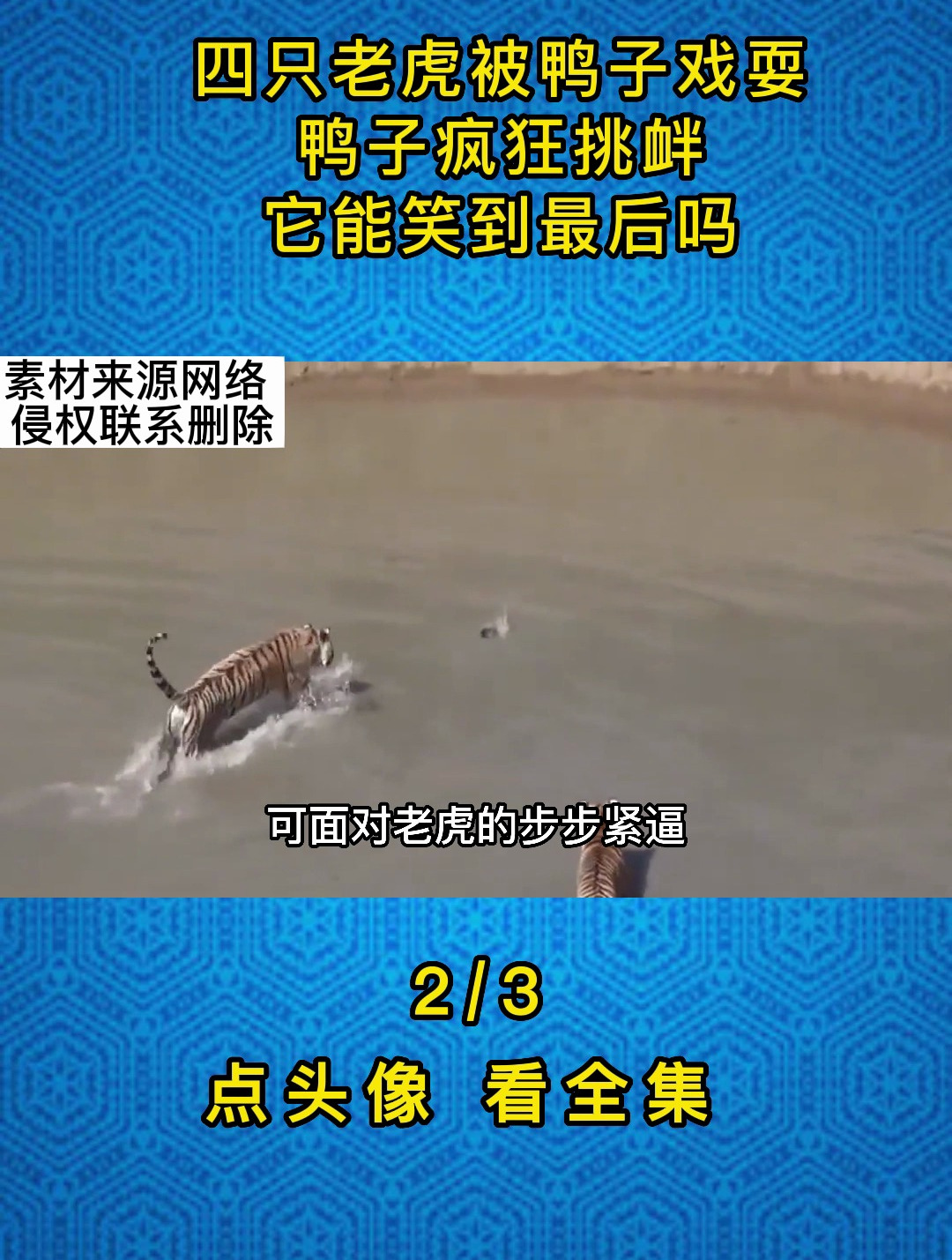 四只老虎被鸭子戏耍,鸭子疯狂挑衅,它能笑到最后吗2