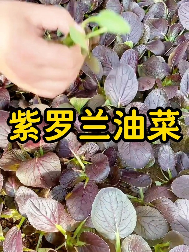 紫油菜怎么种?你种过吗?