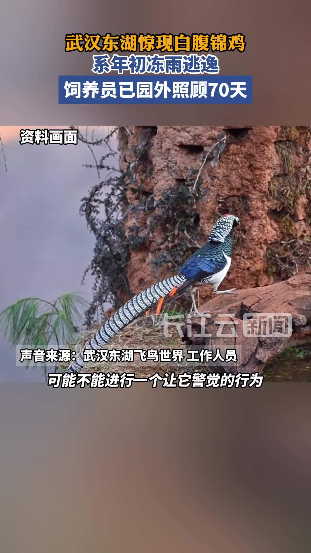 武汉东湖惊现白腹锦鸡 系年初冻雨逃逸 饲养员已园外照顾70天