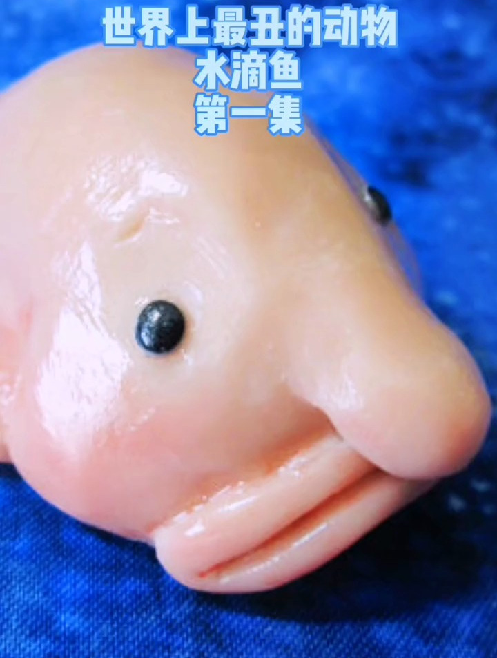 世界上最丑的动物:水滴鱼(1)