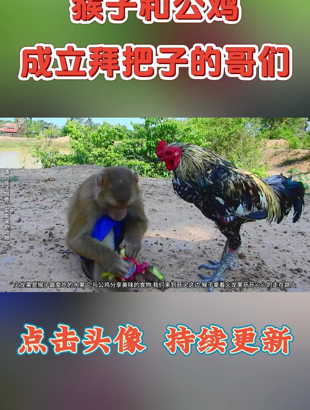 猴子和公鸡成立拜把子的哥们