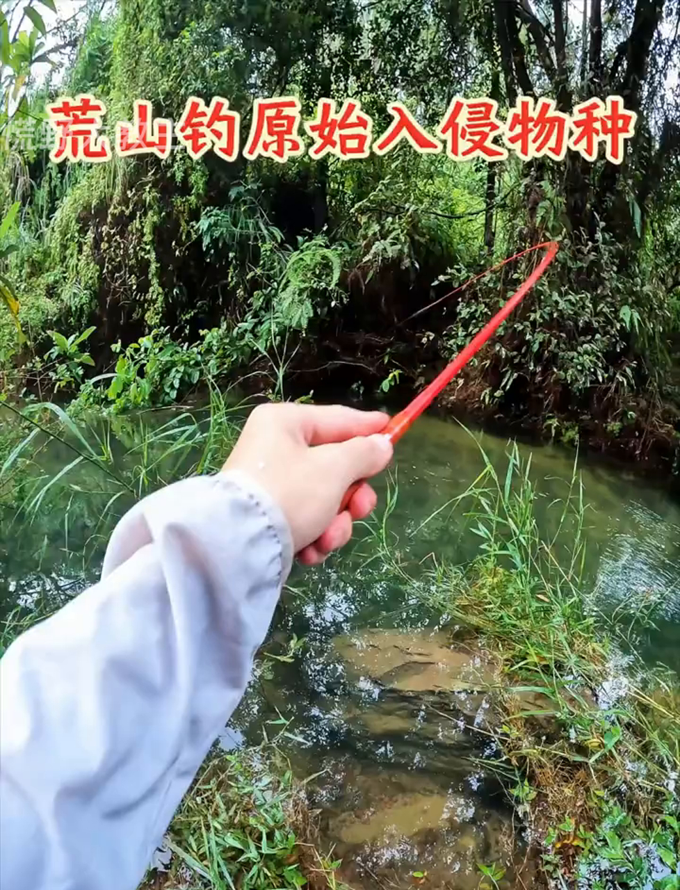 这货真牛!入侵物种里的始祖,剑鱼青剑尾太帅了!