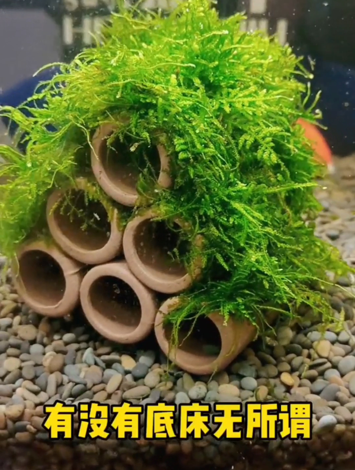 躲避屋?鱼缸造景莫斯躲避屋,成品躲避屋放进鱼缸就是一抹景色