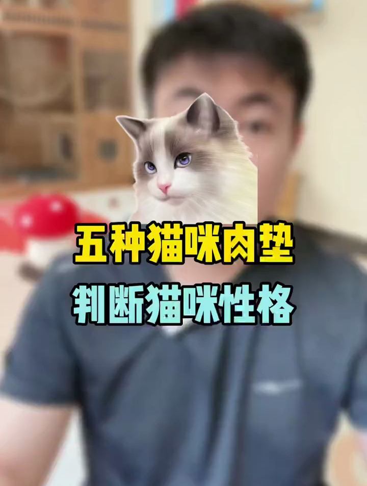 五种猫咪肉垫判断猫咪性格