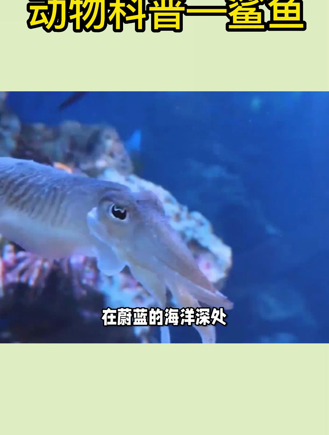 鱿鱼墨鱼章鱼的区别及种类科普