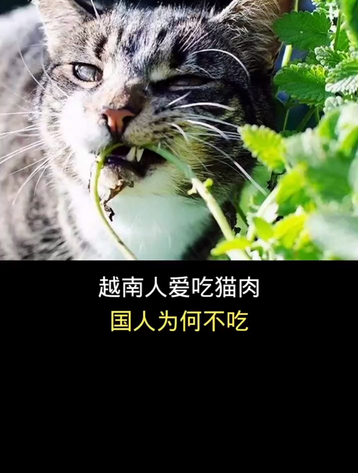 越南人爱吃猫肉,国人为何不吃
