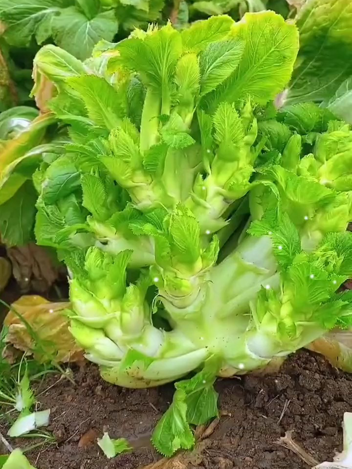 这就是营养胜过苹果的儿菜,种植简单,可以反复采摘到明年