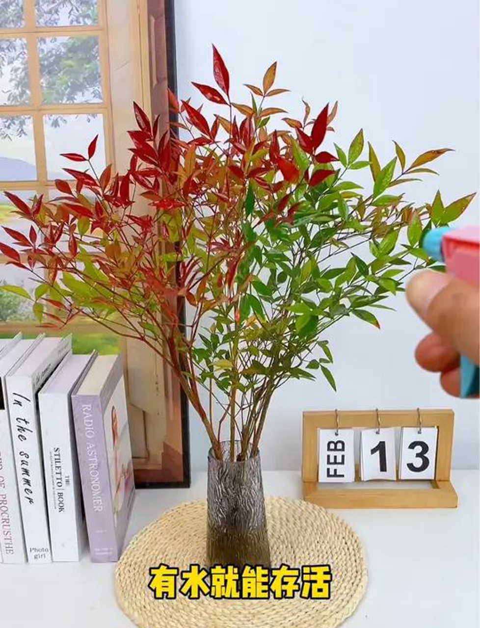 家里养这些植物,既吉祥又健康,关键是好养活,能扛住零下15度的寒冷!