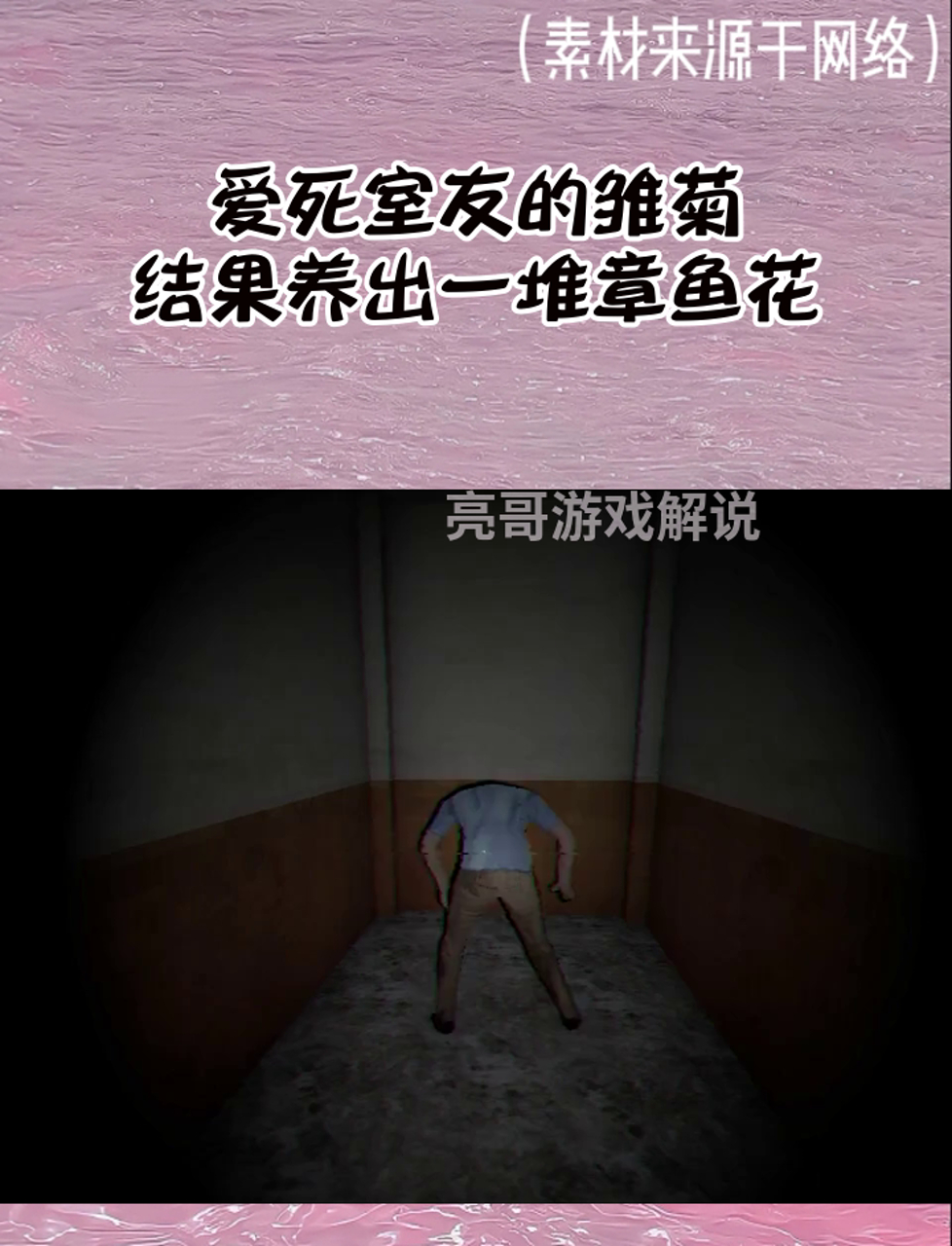 爱死室友的雏菊,结果养出一堆章鱼花