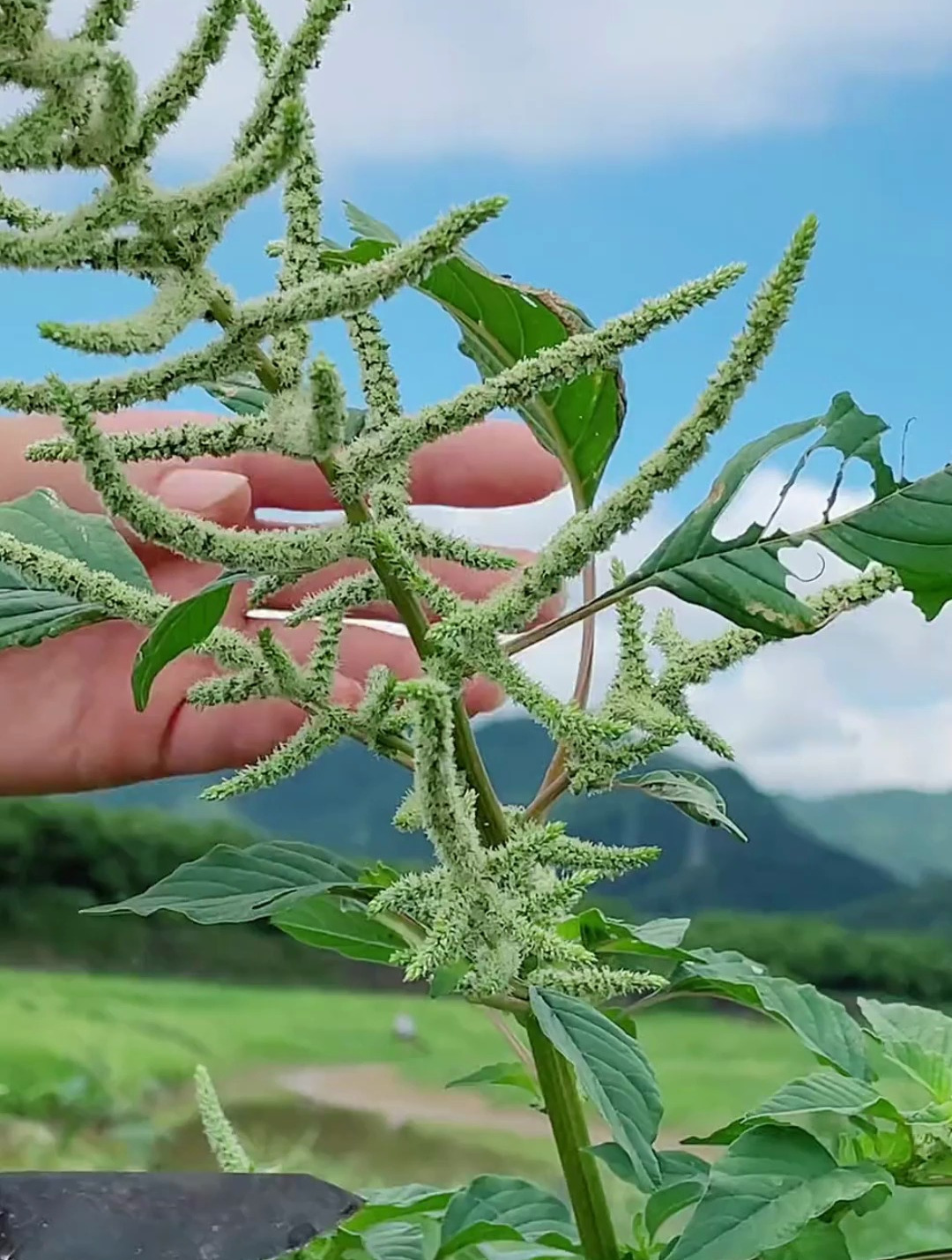长满尖刺的植物刺苋,根是炖汤的好食材,煎炸吃多了炖猪大肠汤喝