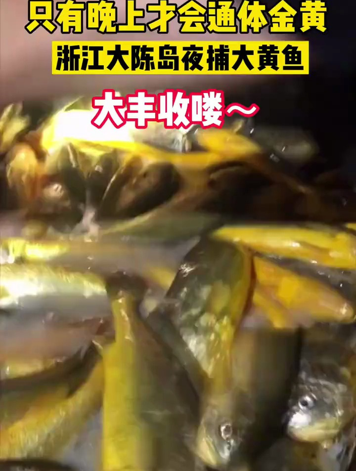 趁夜起捕大黄鱼,只有晚上才会通体金黄,产地溯源