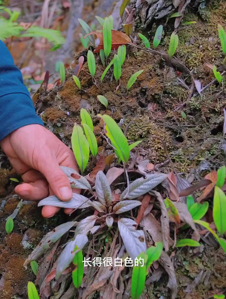 岩白菜,分享给各位朋友