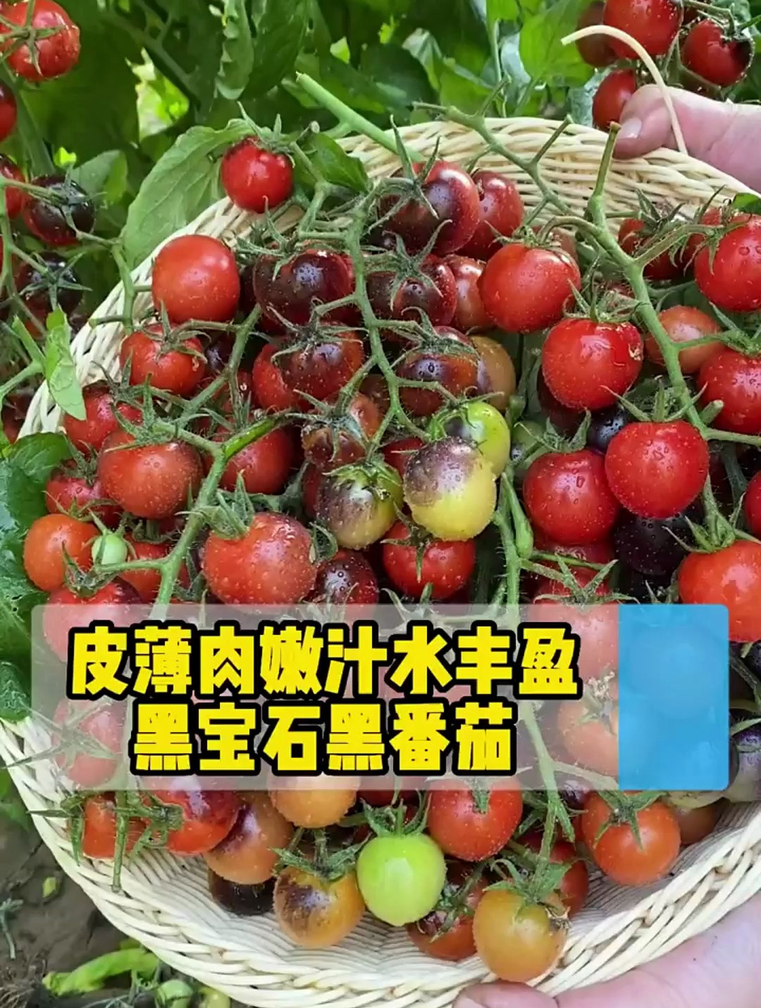 不要在家种花种草种多肉了,种一颗黑番茄吧!阳台种植