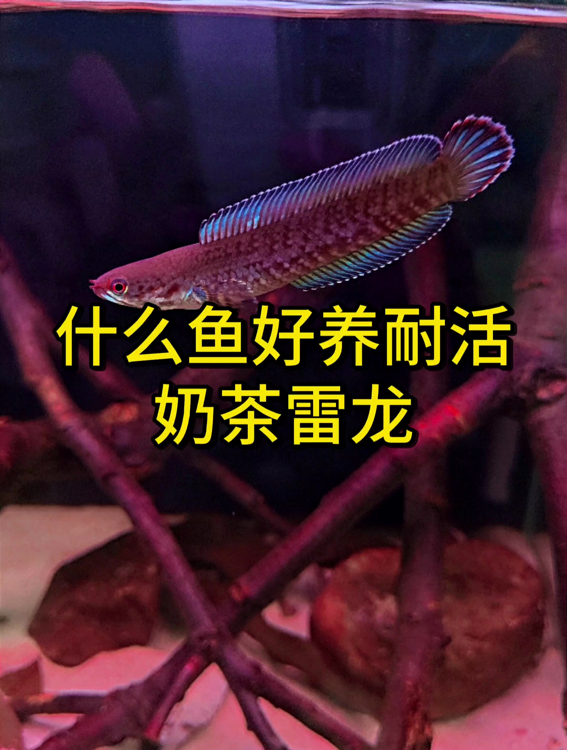 什么观赏鱼好养不死?奶茶雷龙很难养死,除非跳缸