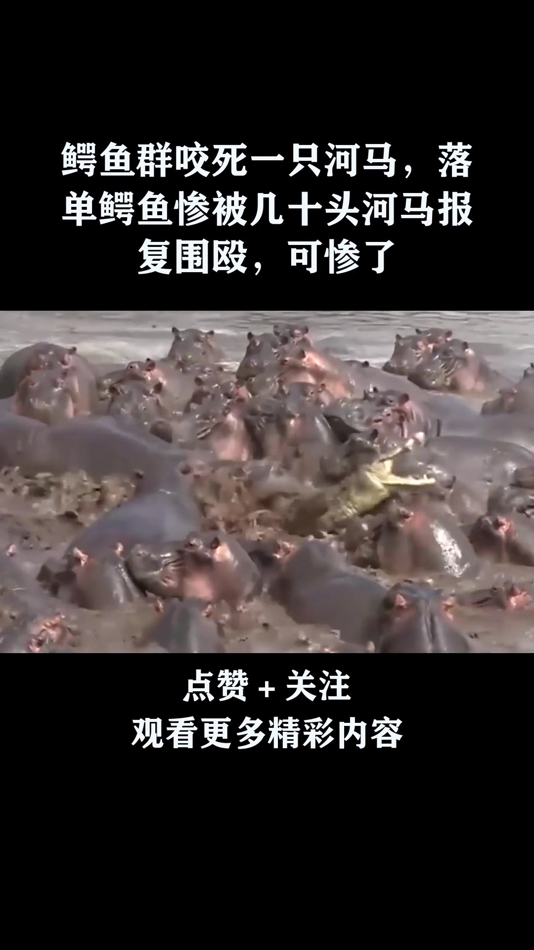 鳄鱼群咬死一只河马,落单鳄鱼惨被几十头河马报复围殴,可惨了