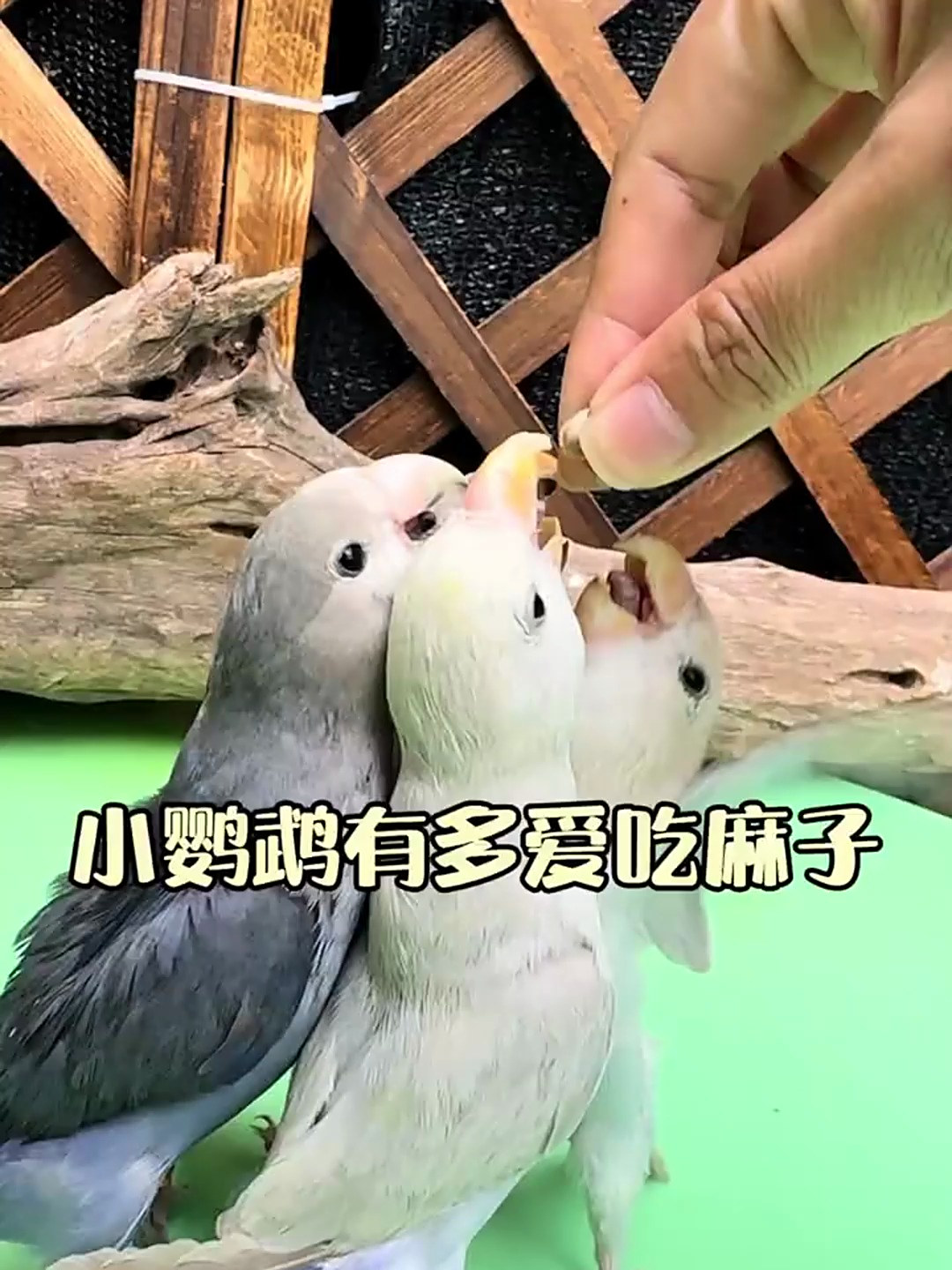 手养小鹦鹉多爱吃麻子?看它对纸壳麻子这吃法就知道