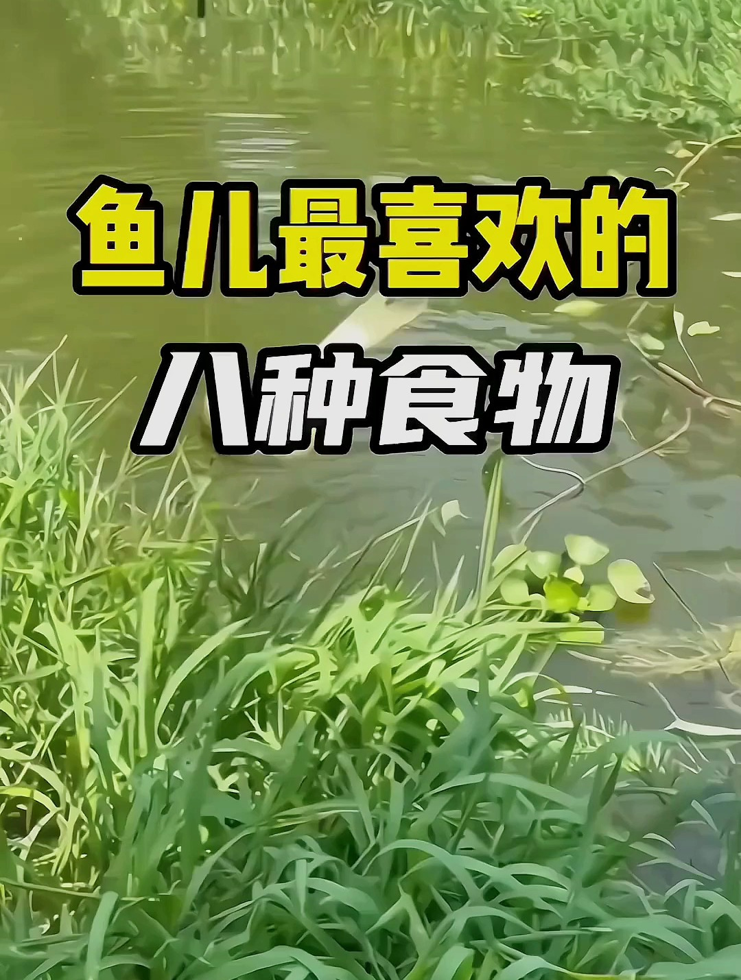 鱼儿最喜欢的八种食物你知道吗?学会你就能轻松爆护!