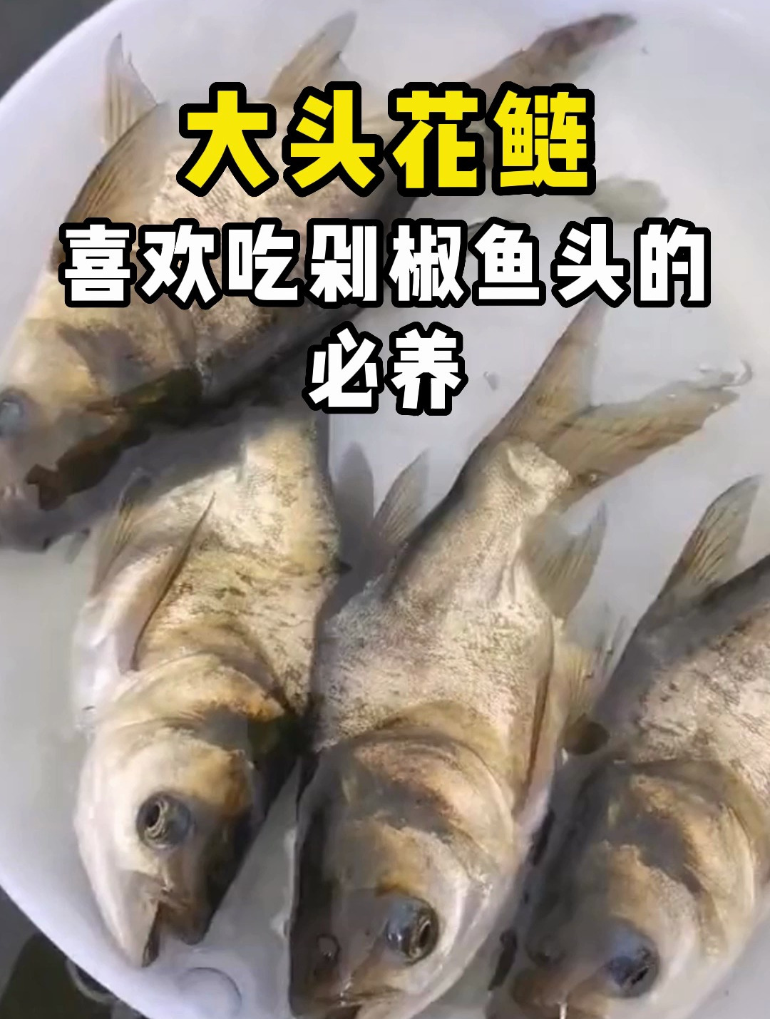 大头花鲢,喜欢吃剁椒鱼头的必养!