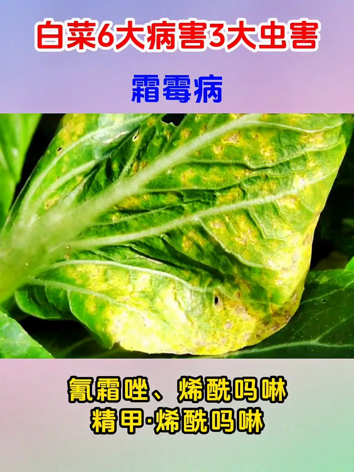 白菜6大病害3大虫害方案