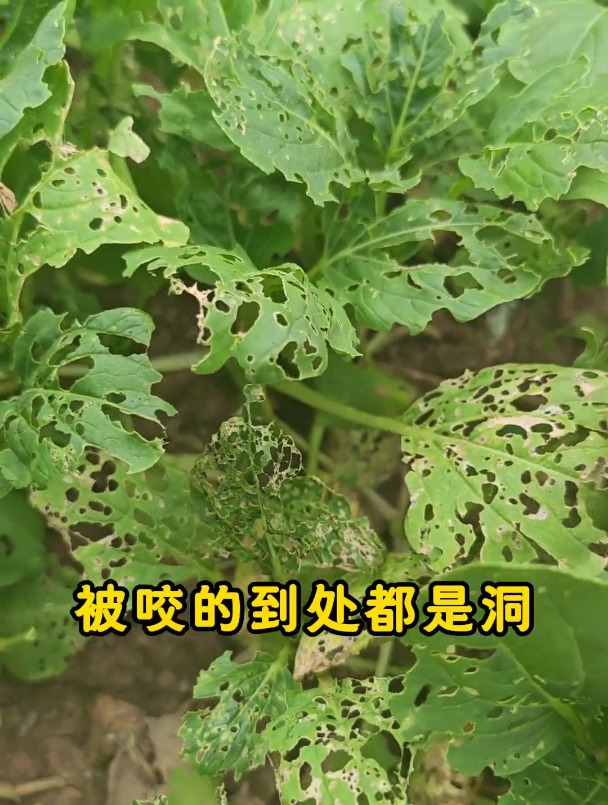 7—8月种白菜萝卜,被虫子咬的都是洞,赶紧用它撒一撒地下害