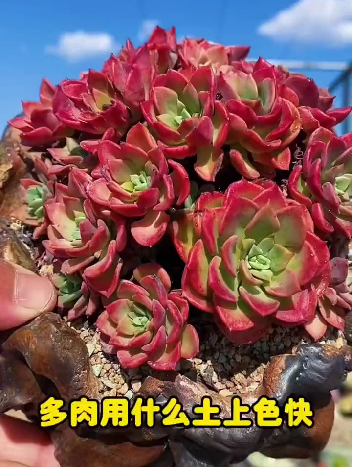 多肉植物用什么土种植容易出颜色