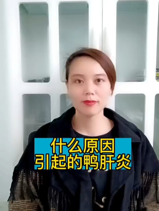 禽医恒艳谈什么原因引起鸭肝炎发生鸭病毒性肝炎应如何处理