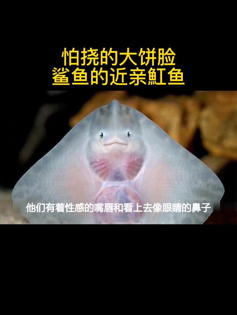 怕挠的大饼脸,鲨鱼的近亲魟鱼