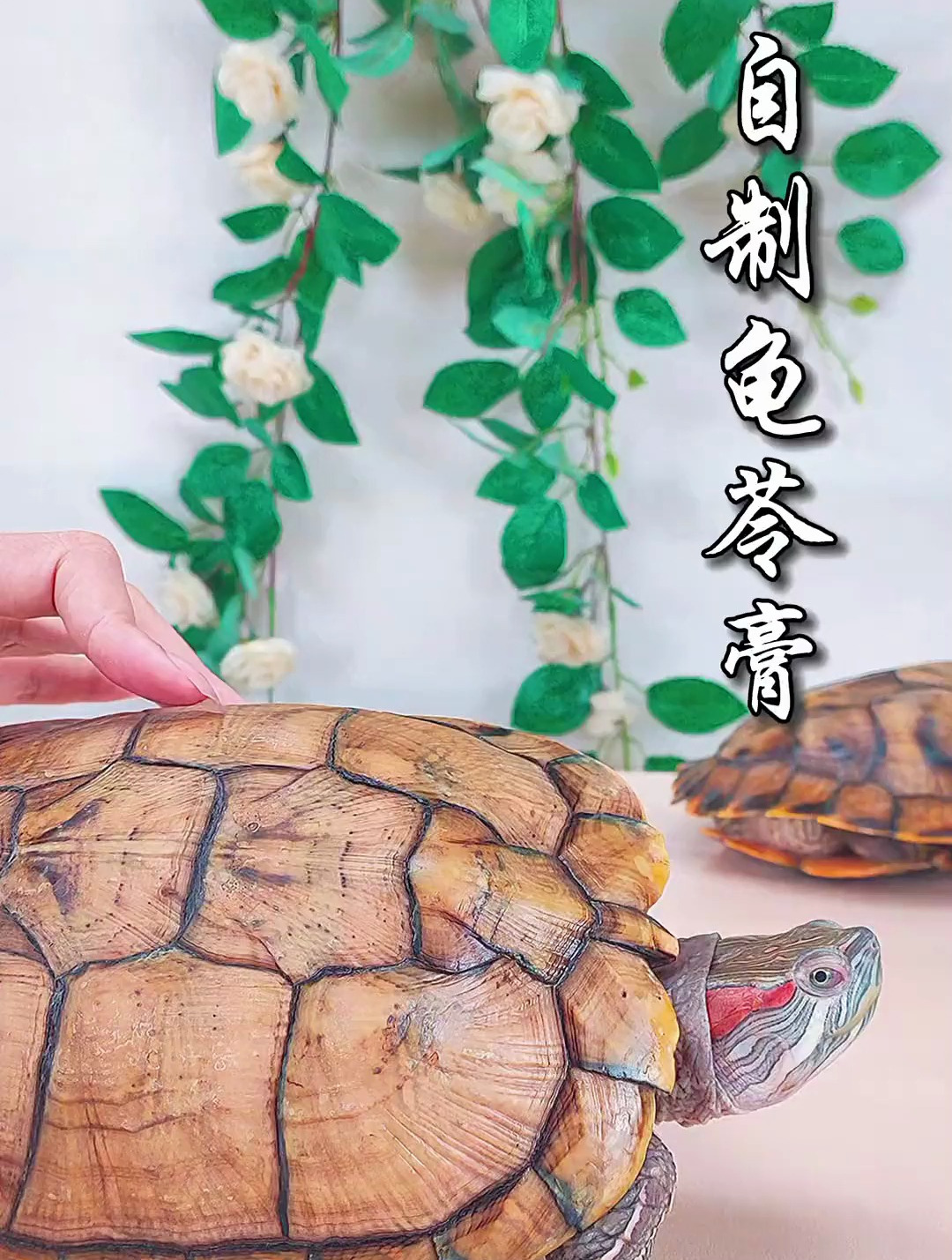 用养了20年的乌龟做出了龟苓膏