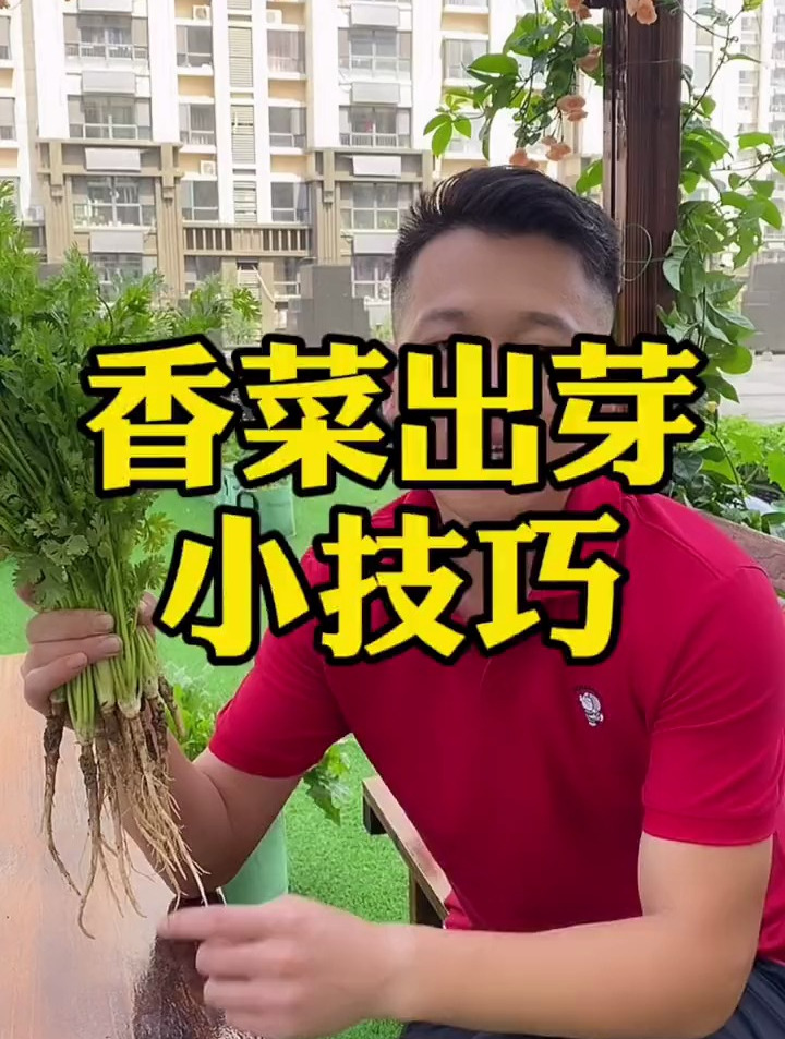 香菜出芽慢还不齐,那你种香菜之前肯定没做这几步