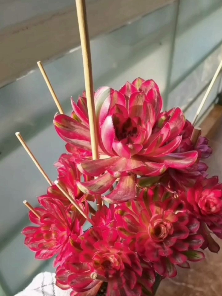 这盆多肉,名字是不是叫“倾城”?