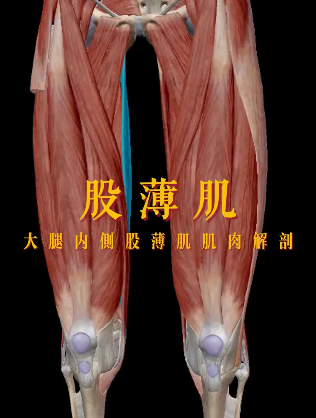 股薄肌大腿内侧疼痛肌肉解剖