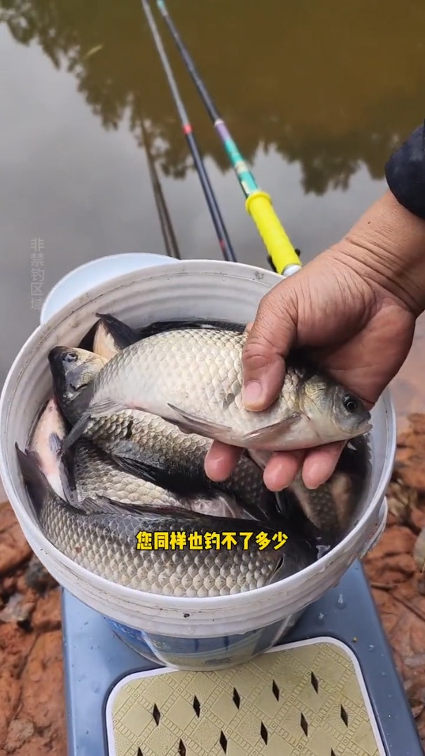 钓鲫鱼不打窝,你钓不到鲫鱼!打窝不好也不行,选对窝料最重要!