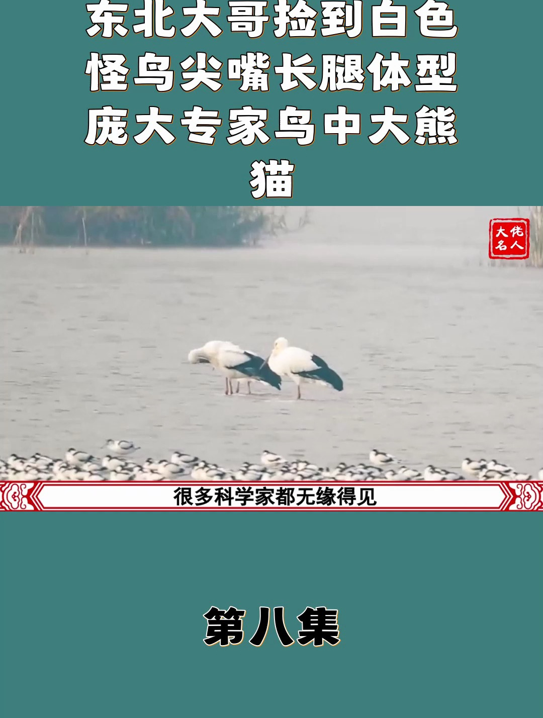 东北大哥捡到白色怪鸟 尖嘴长腿体型庞大 专家 鸟中大熊猫8