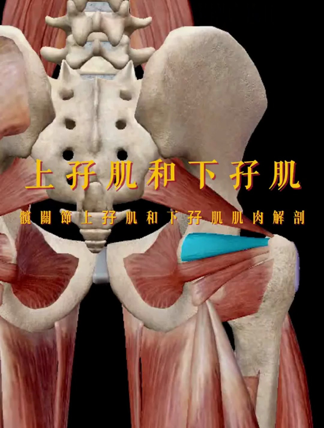 上孖肌和下孖肌肌肉解剖
