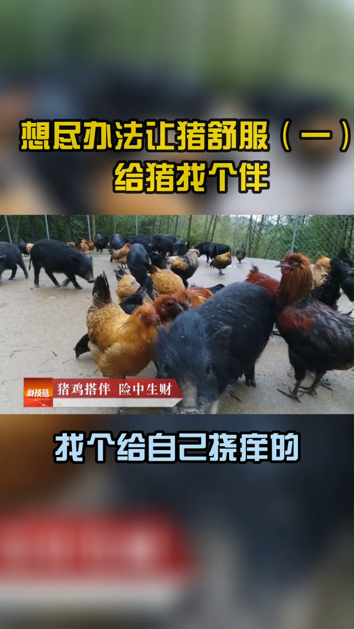 猪鸡搭伴,和气生财!